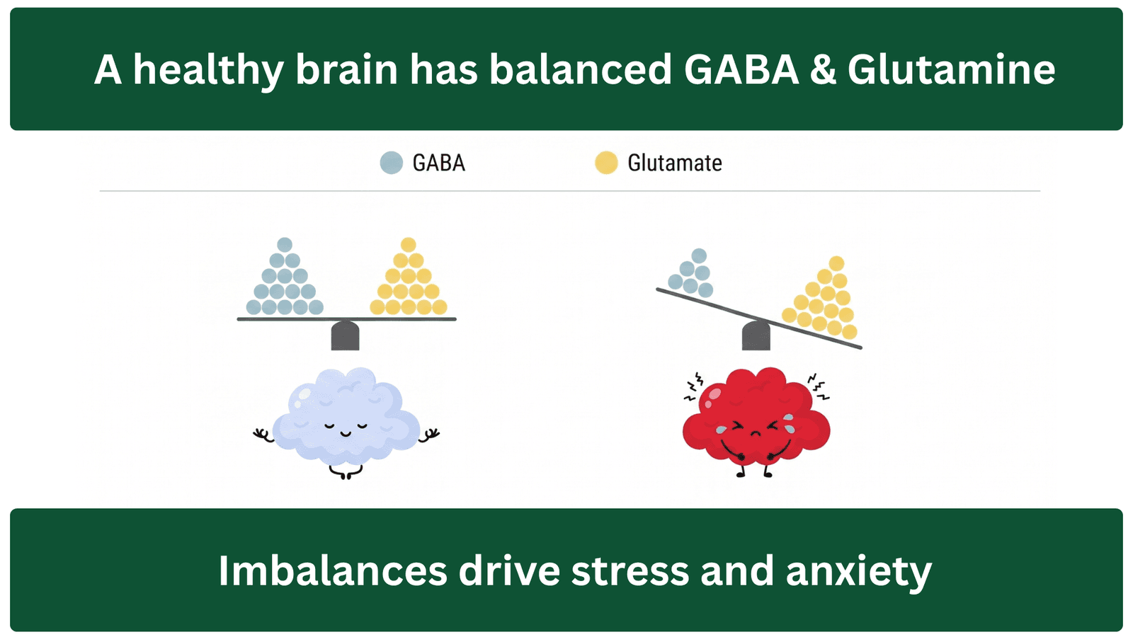 GABA/glutamate balance
