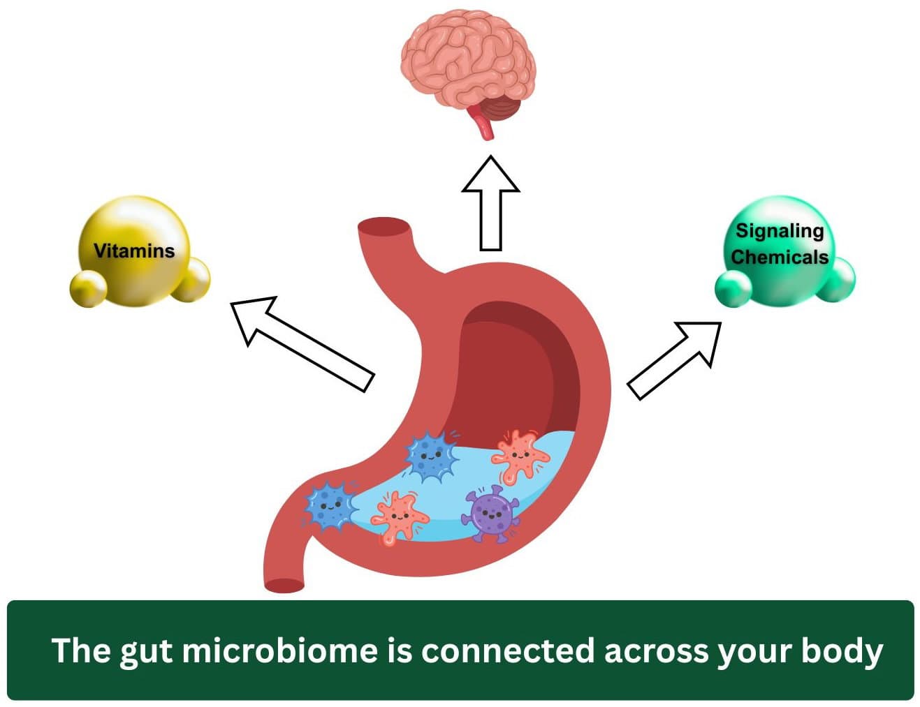 Gut microbiome