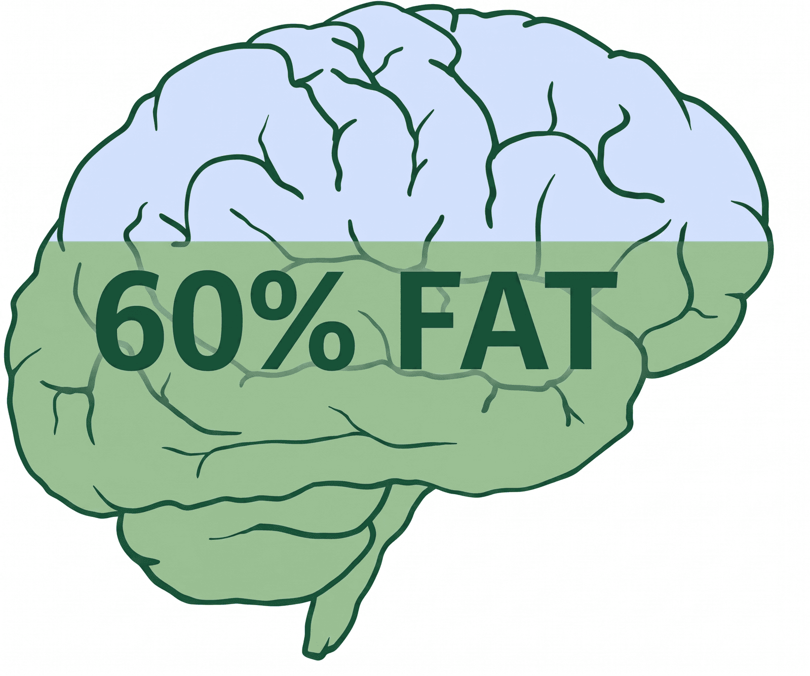 Brain and fats